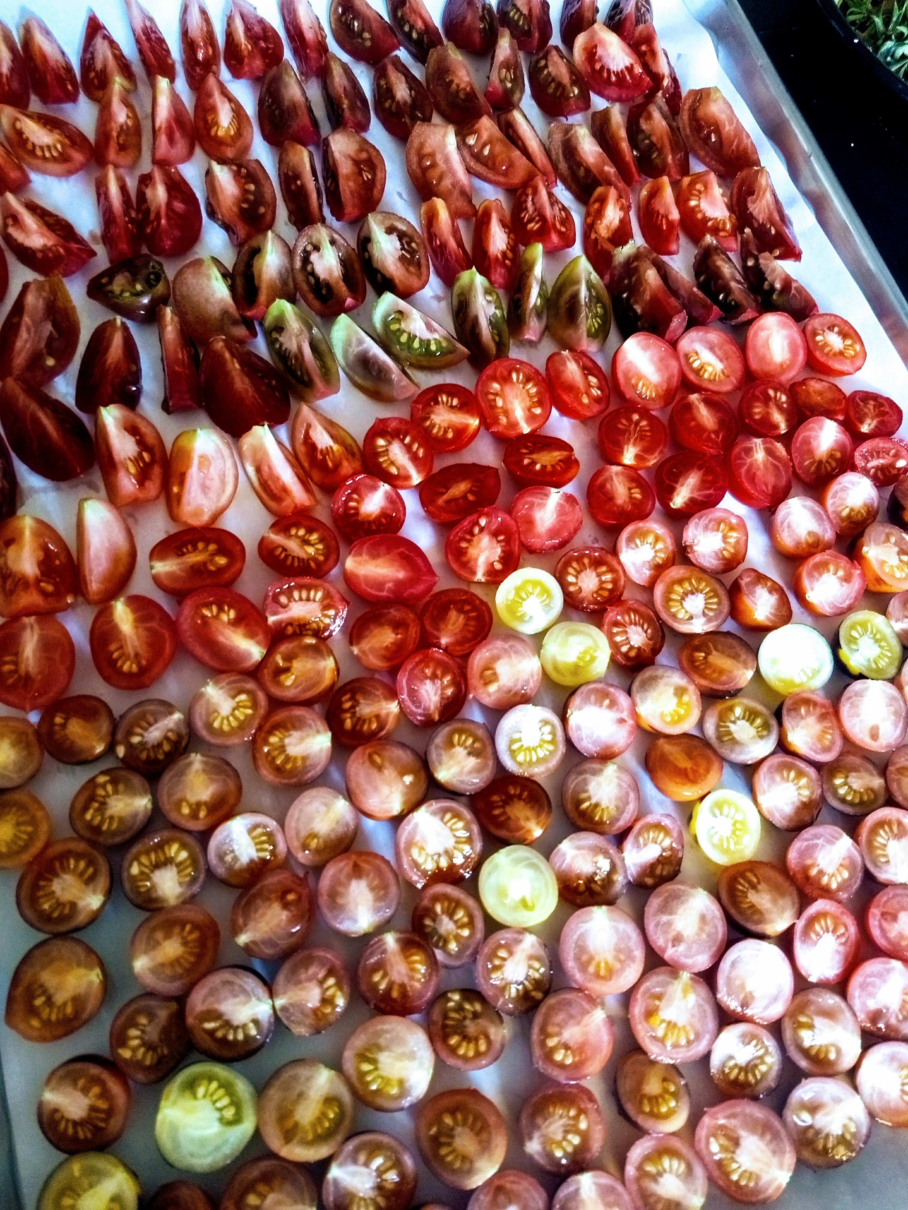 Oven Dried Tomatoes